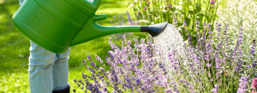 Summer Plant Watering Tips