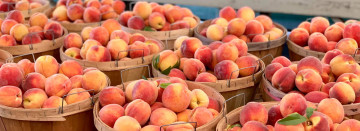 Michigan Grown Peaches - Now in Season!