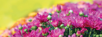 Shop Harbor Country's Largest Selection of Fall Mums