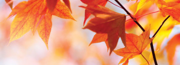 Fall Tree Sales Going On Now!