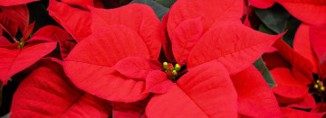 Celebrate the season with Poinsettias! Now Available in the Greenhouse.