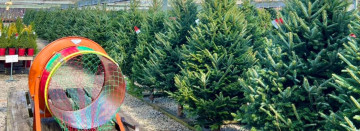 Fresh-Cut Christmas Trees are Here!