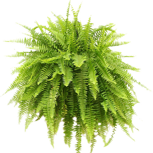 Fern Hanging Basket