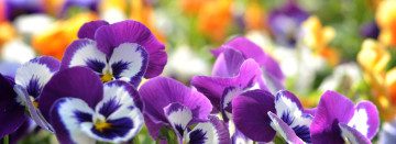 Welcome Spring! Hardy Pansies are here!