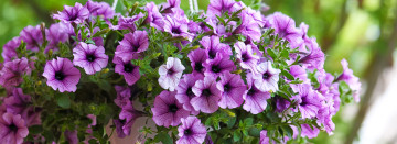 Southwest Michigan's Largest Variety of Hanging Baskets