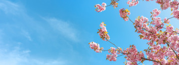Shop Southwest Michigan's Largest Selection of Trees & Shrubs
