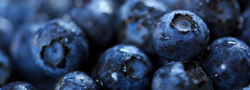 Fresh Picked Michigan Blueberries