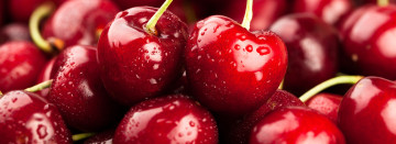 Fresh Picked Michigan Sweet Cherries