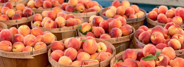 Michigan Grown Peaches - Now in Season!
