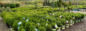 Nursery Stock on Sale Now!