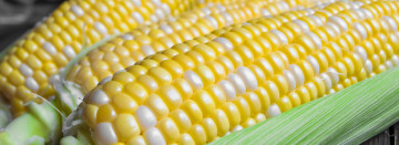 Fresh Picked Michigan Sweet Corn, Now in the Farm Market