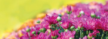 Shop Colorful Mums and Fall Annuals Today