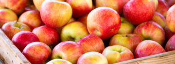 Fresh Picked Michigan Apples