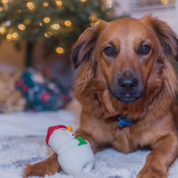 Assorted Christmas Dog Toys