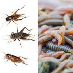 Crickets and Worms for Fishing