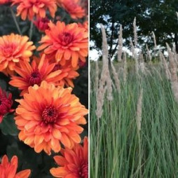 Fall Mums and Grasses Buy 1 Get 1 Free