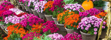ORDER ONLINE SERVICE FOR CURBSIDE PICKUP OR DELIVERY