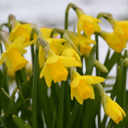 Order Online Service for Curbside Pickup, Delivery, or Walk-In Pickup