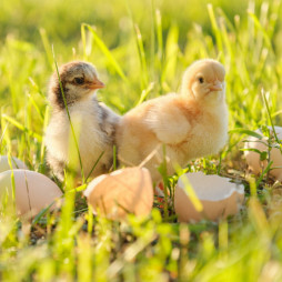 Hanoverdale Agway 2024 Chick List