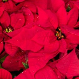 Poinsettias & Other Christmas Plants