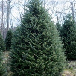 6ft - 8ft Balsam Christmas Trees