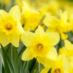 Netherland Bulb Company Yellow Daffodils 50 Pack