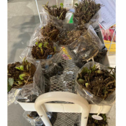 Fresh Plant Arrivals Are Here!