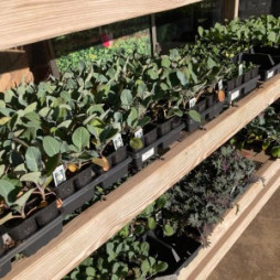 Fresh Plant Arrivals Are Here!