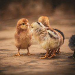 Chick Days Order Form Spring 2026