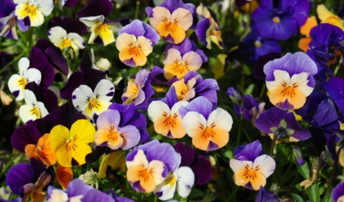 Combine Annuals and Perennials this Spring