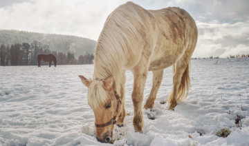 Discover Winter Essentials for Your Home and Animals!