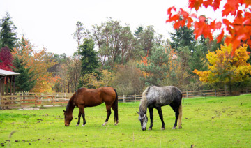 Fall Newsletter