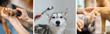 Pamper Your Pooch with Our Grooming Services!