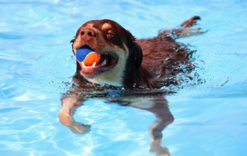 Dog Recreational & Hydrotherapy Pool