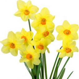 Daffodil Bulbs, 40 pk