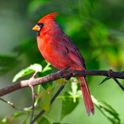Birdseed Sale!