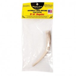 Nature's Own Naturally Shed Antler - 5