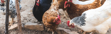 Nourish your flock with Kalmbach Feeds Chicken Feed