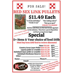 Red Sex Link Pullets For Sale!