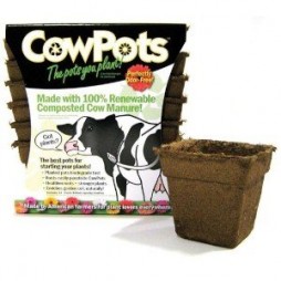 Cowpots 4 in. Square Planting Pots - 12 pots/ pack