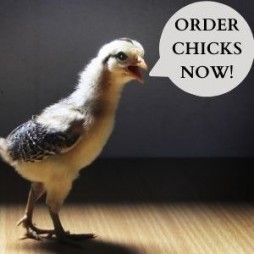 2024 Chick Order Forms