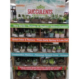 Assorted Succulent Plant Mixes