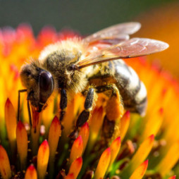 Norroa Varroa Mite Treatment f/ Honeybees