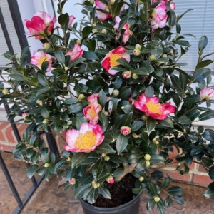 Camellia (Assorted Varieties)
