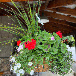 Mixed Hanging Baskets/Container Plants