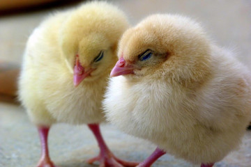 Chick Day