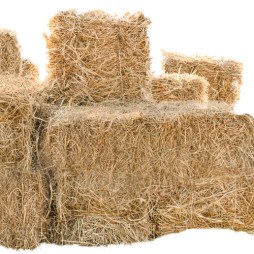 Premium Horse Hay