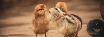 Chick Days Are Here!