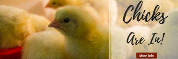 Chick Days are Here!