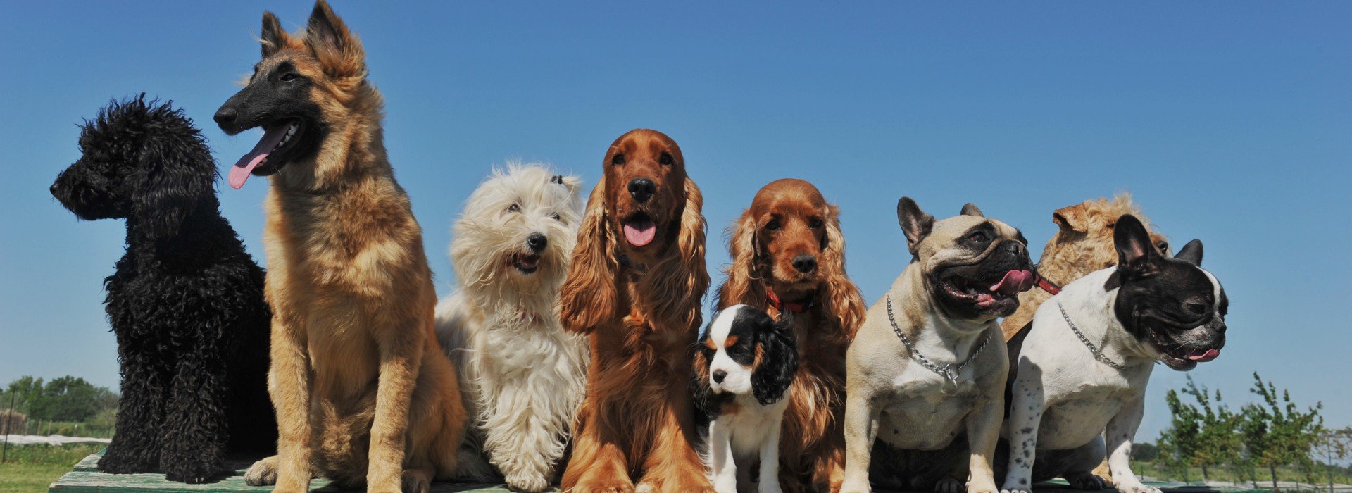 Wiscoy Pet Food Company Your Local Pet Supply Store Since 1990